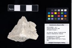 NHMW-GEO-2007z0149-0065_Ol_04.tifOxythyreus gibbus (Reuss, 1858)  (NHMW-GEO-2007z0149-0065)
